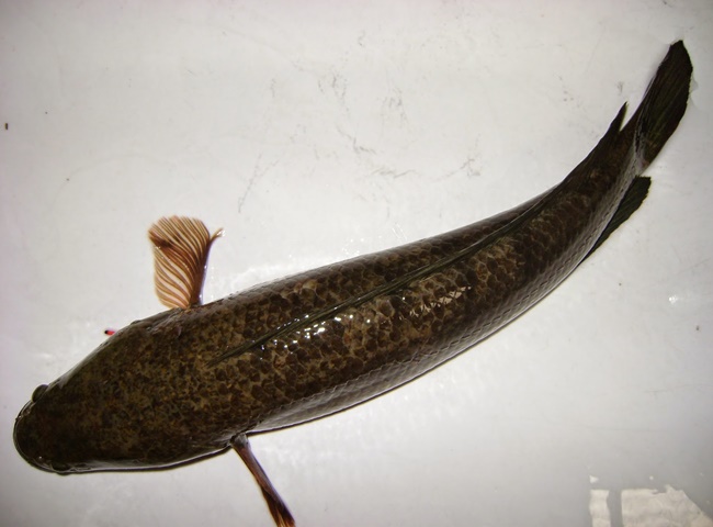 Thủ thuật th&ocirc;ng cống nh&agrave; tắm bằng c&aacute; da trơn